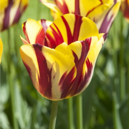 Tulipán Helmar - Tulipa - cibuloviny - 3 ks