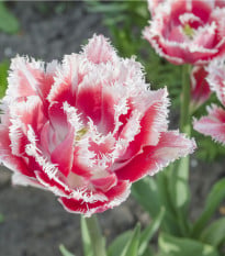Tulipán Queensland - Tulipa - cibuloviny - 3 ks