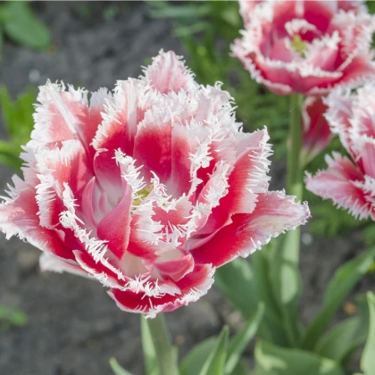 Tulipán Queensland - Tulipa - cibuloviny - 3 ks