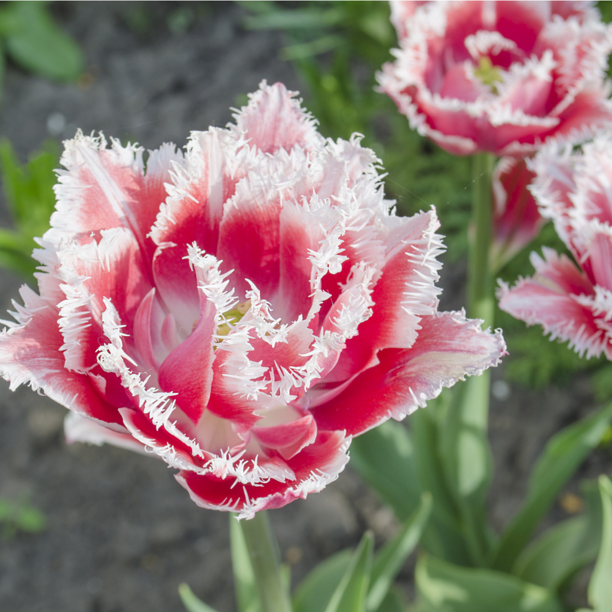 Tulipán Queensland - Tulipa - cibuloviny - 3 ks