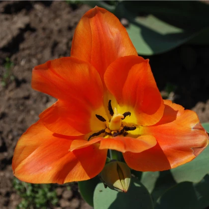 Tulipán Orange Brilliant - Tulipa - cibule tulipánu - 3 ks