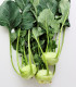BIO Kedluben Noriko - Brassica oleracea convar. gongylodes - bio semena kedlubnu - 80 ks