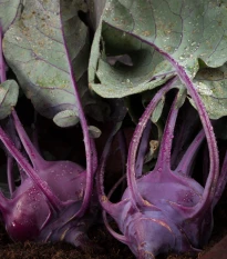 BIO Kedluben Azur - Brassica oleracea L. - bio semena kedlubnu - 50 ks