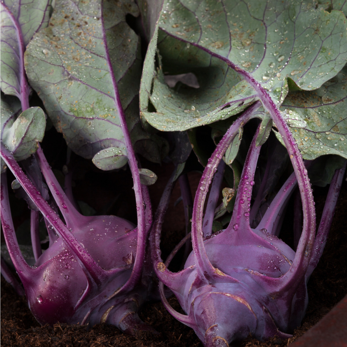 BIO Kedluben Azur - Brassica oleracea L. - bio semena kedlubnu - 50 ks