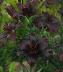 Lilie Black Charm - Cibuloviny