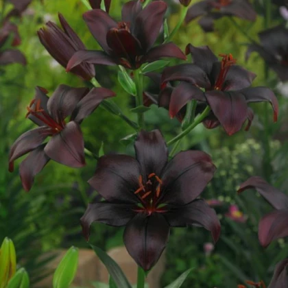 Lilie Black Charm - Cibuloviny