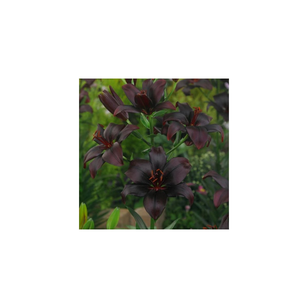 Lilie Black Charm - Cibuloviny