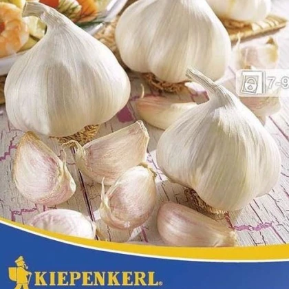 Sadbový Česnek Vivalto - Allium Vivalto - 3 ks