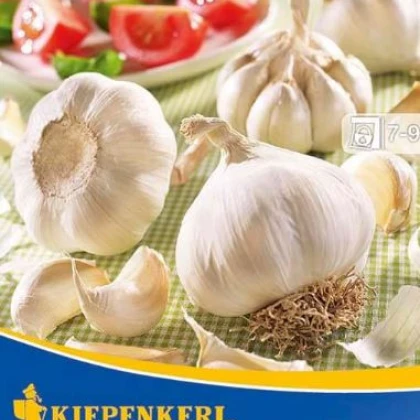 Sadbový Česnek Arno - Allium Arno - 3 ks