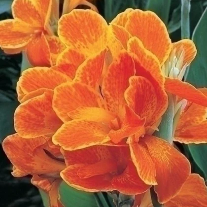 Dosna Carnaval - Canna - hlízy dosny - 1 ks