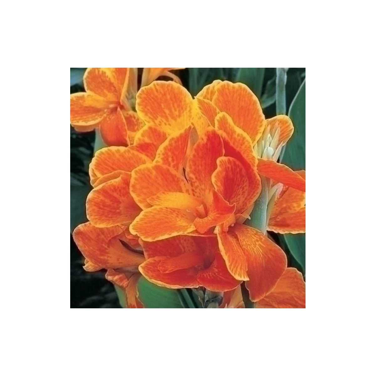 Dosna Carnaval - Canna - hlízy dosny - 1 ks