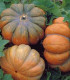 BIO Dýně Muscat De Provence - Cucurbita moschata - bio semena dýně - 5 ks