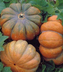 tykev pimov Muscat De Provence - Cucurbita moschata Muscat De Provence