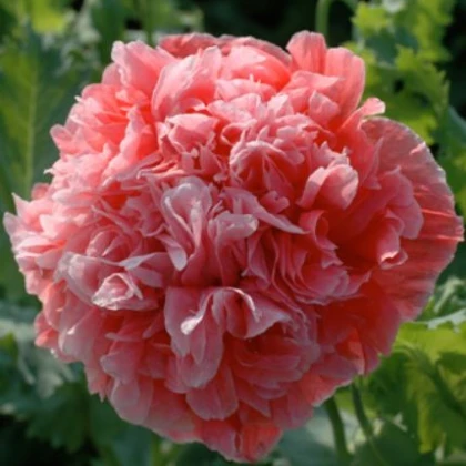 Mák Frosted Salmon - Papaver somniflerum - semena máku - 10 ks