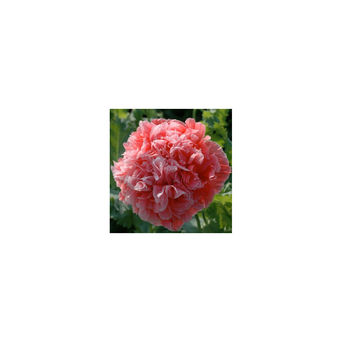 Mák Frosted Salmon - Papaver somniflerum - semena máku - 10 ks