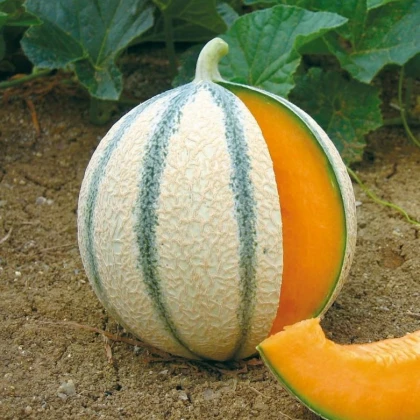 Meloun Cukrový - Anasta F1 - Semena