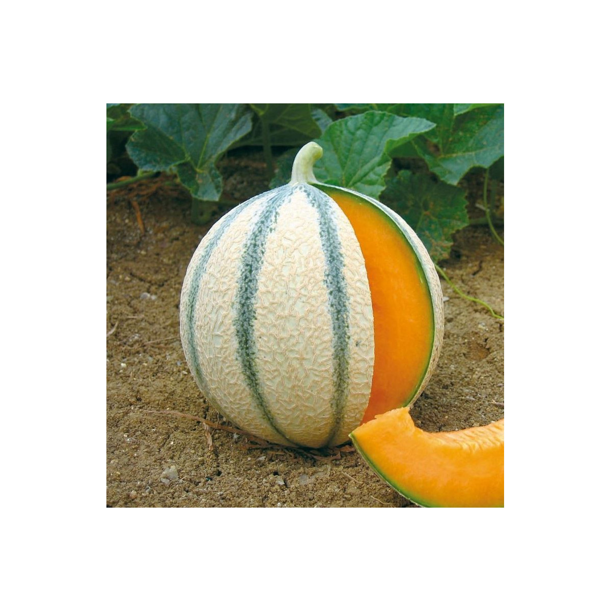 Meloun Cukrový - Anasta F1 - Semena