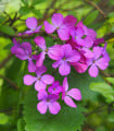 Měsíčnice roční Honesty - směs barev - Lunaria annua - semena - 1 g