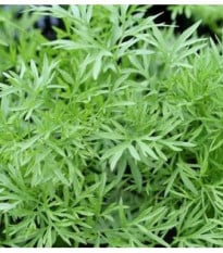 Koriandr setý Confetti - Coriandrum sativum - semena - 0,9 g