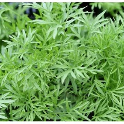 Koriandr setý Confetti - Coriandrum sativum - semena - 0,9 g