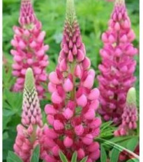 Lupina mnoholistá růžová - Lupinus polyphyllus - semena - 30 ks
