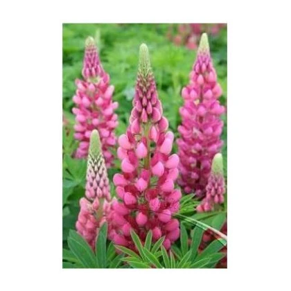 Lupina mnoholistá růžová - Lupinus polyphyllus - semena - 30 ks