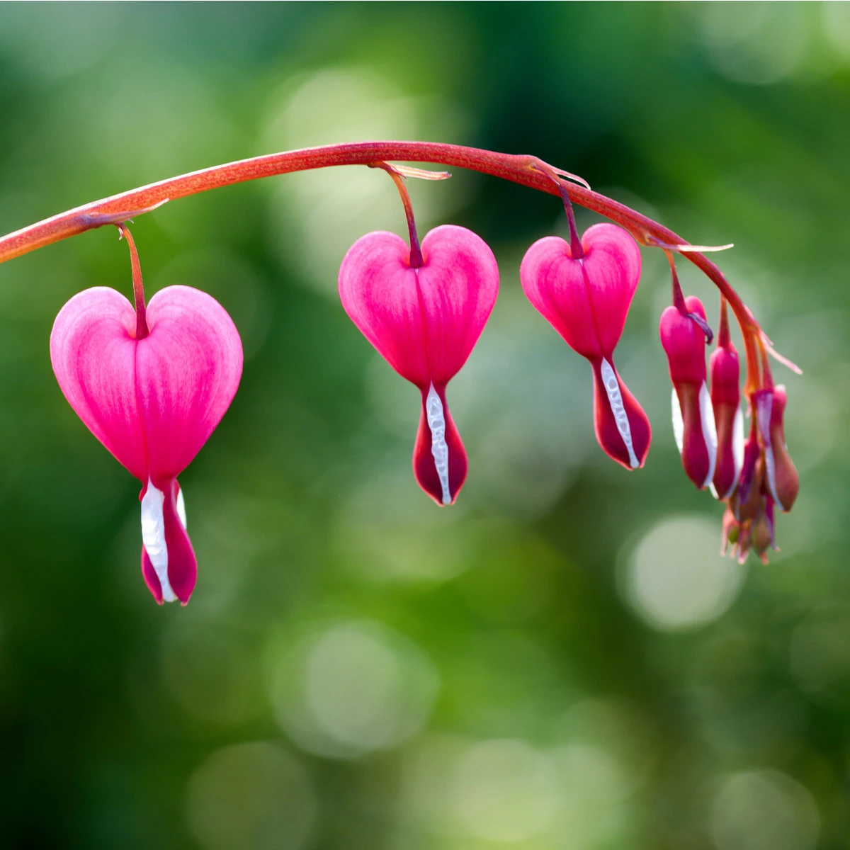 Srdcovka - Dicentra spectabilis - cibuloviny - 1 ks