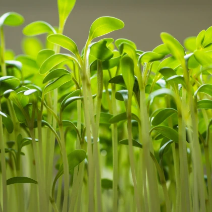 Řeřicha zahradní - Lepidium sativum - semena - 2,5 g