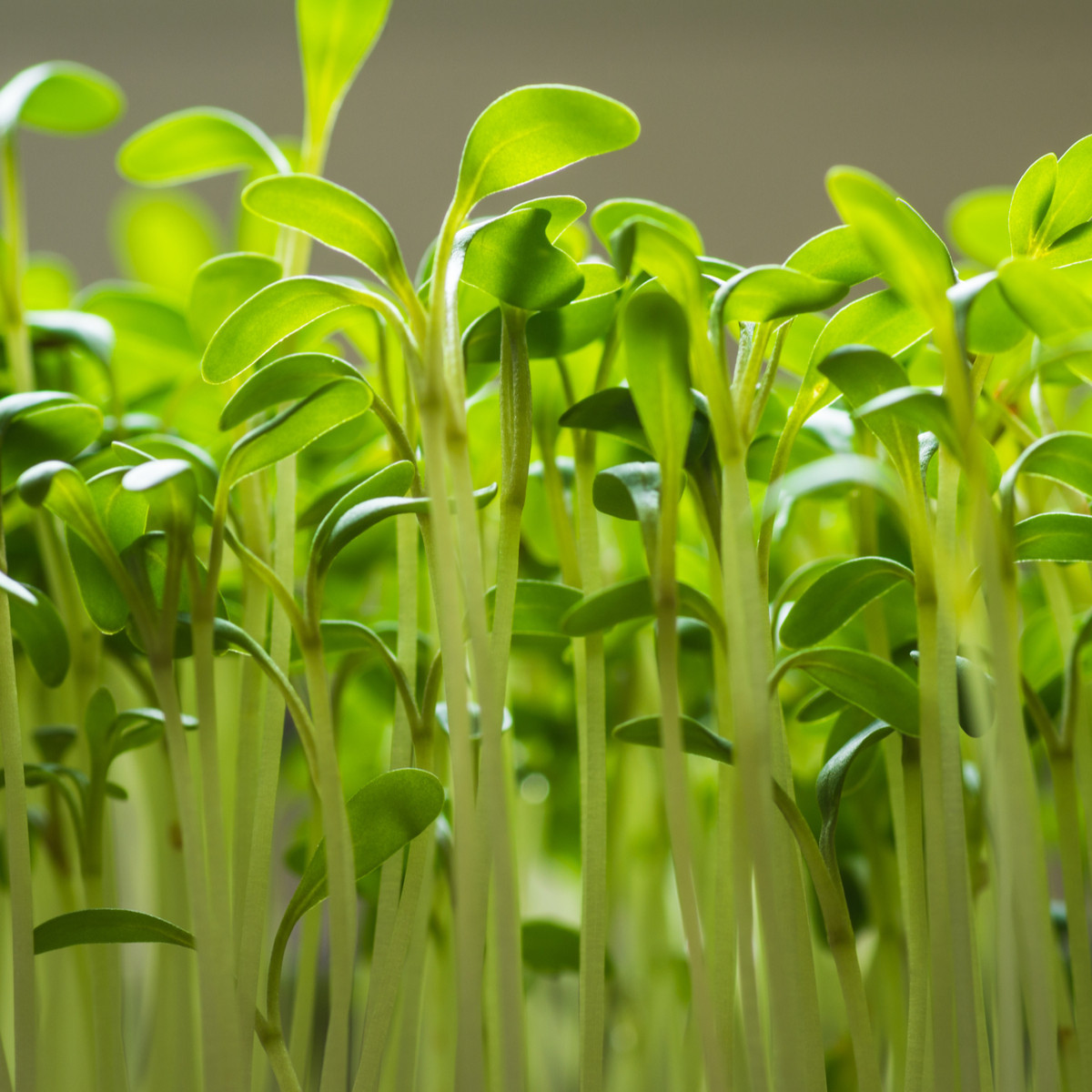 Řeřicha zahradní - Lepidium sativum - semena - 2,5 g