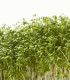 Řeřicha zahradní Dánská - Lepidium sativum - semena řeřichy - 850 ks