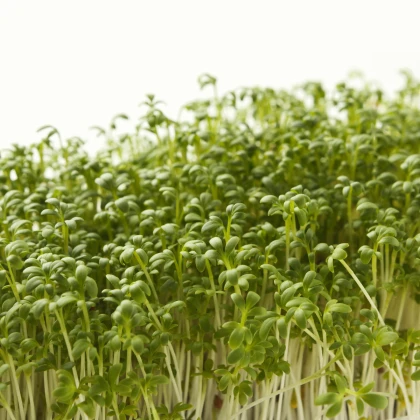 Řeřicha zahradní Dánská - Lepidium sativum - semena řeřichy - 850 ks