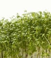 Řeřicha zahradní Dánská - Lepidium sativum - semena řeřichy - 850 ks