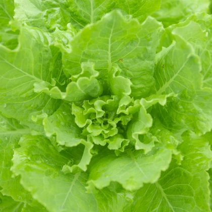 Salát hlávkový Ovation - Lactuca sativa - semena - 0,5 gr