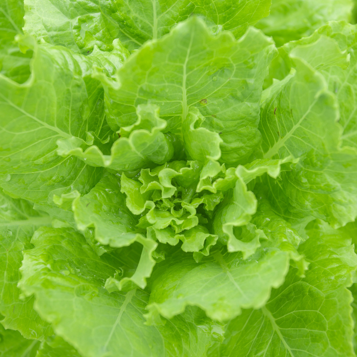 Salát hlávkový Ovation - Lactuca sativa - semena - 0,5 gr