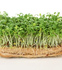 BIO Řeřicha Kresso - Lepidium sativum - bio semena řeřichy - 150 ks