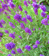 Levandule Ellegance Purple - Lavandula angustifolia - semena levandule - 15 ks
