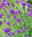 Levandule Ellegance Purple - Lavandula angustifolia - semena levandule - 15 ks