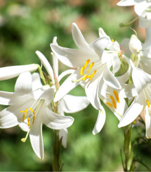 Bělostná lilie - Lilium candidum - cibuloviny - 1 ks