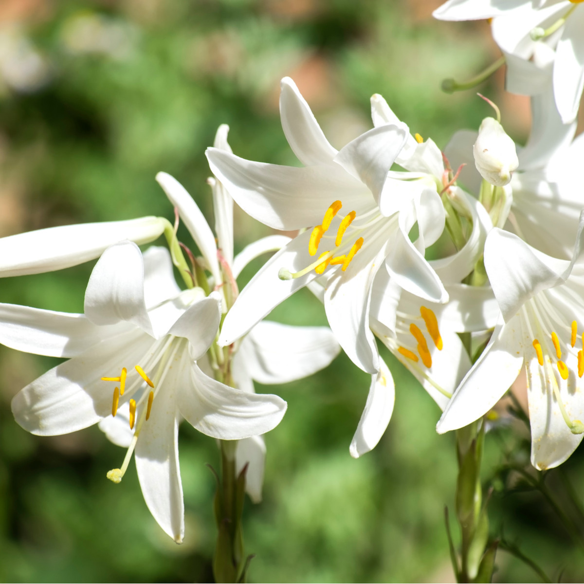 Lilie bělostná - Lilium candidum - cibule lilie - 1 ks