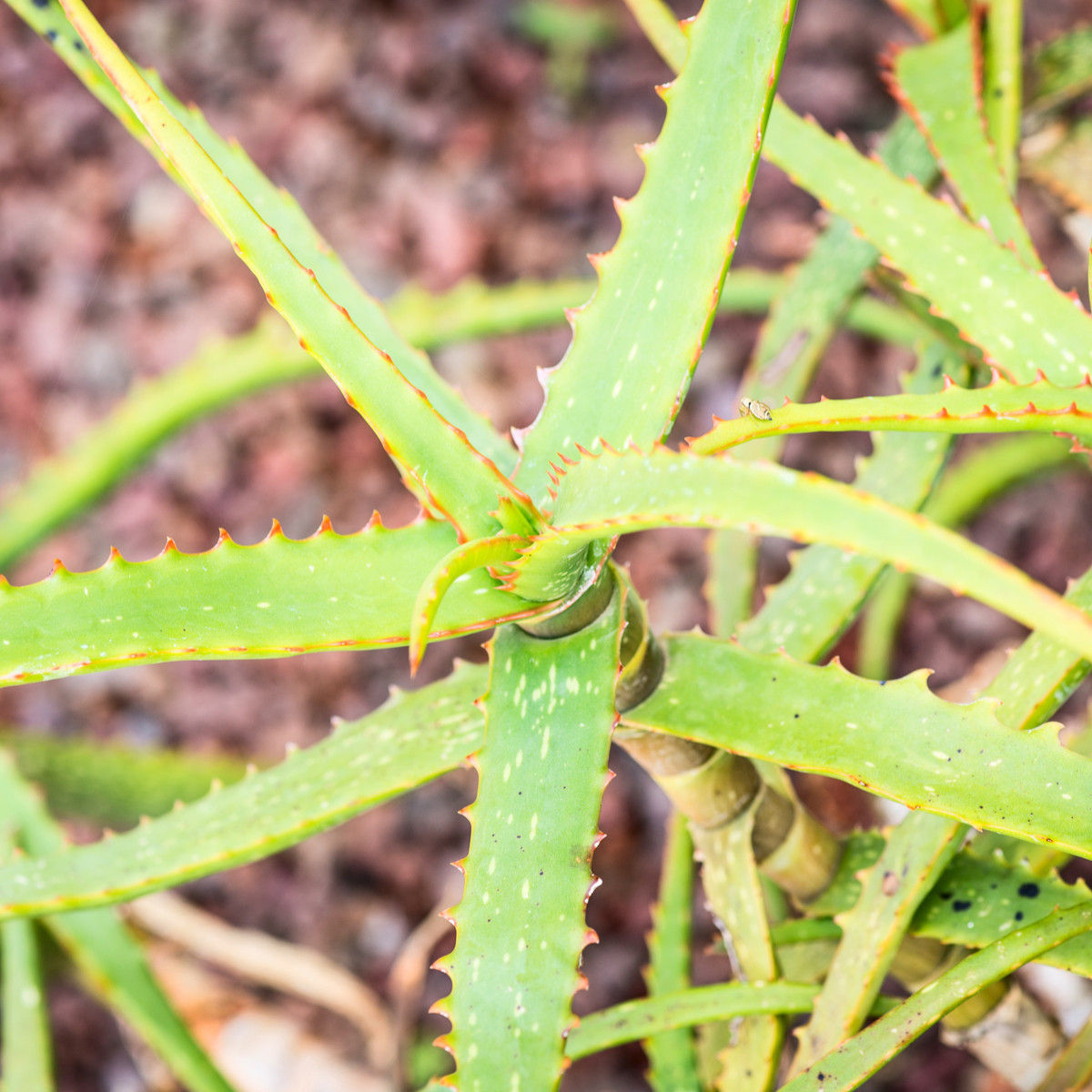 Aloe camperi - Aloe camperi - semena - 6 ks