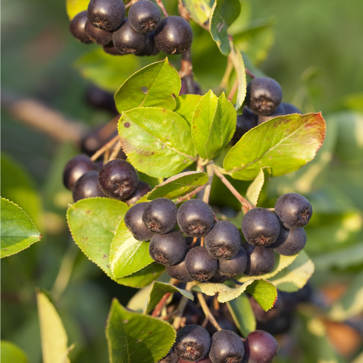 Černý jeřáb - Aronia arbutifolia - semena - 7 ks