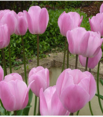 Tulipán Pink Diamond - cibule tulipánů - 3 ks