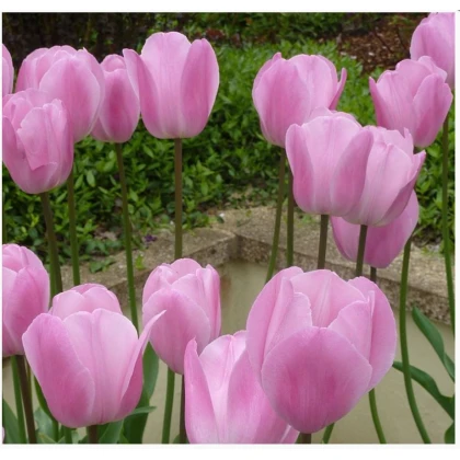 Tulipán Pink Diamond - cibule tulipánů - 3 ks