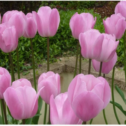 Tulipán Pink Diamond - cibule tulipánů - 3 ks