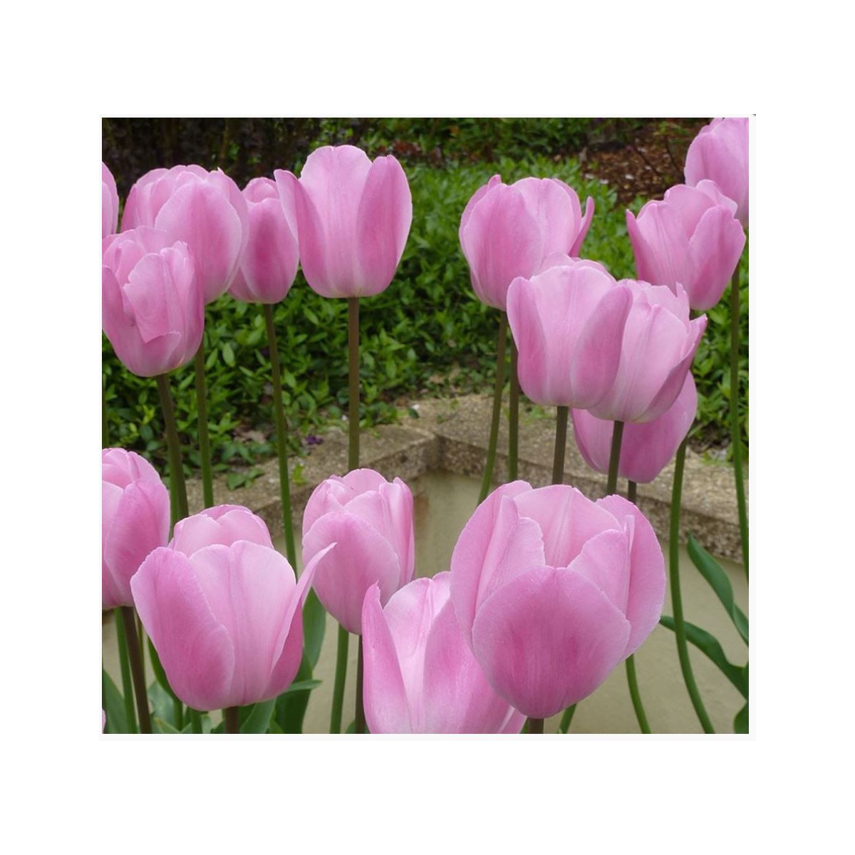 Tulipán Pink Diamond - cibule tulipánů - 3 ks