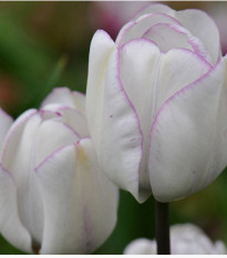 Tulipán Shirley - Tulipa - cibuloviny - 3 ks