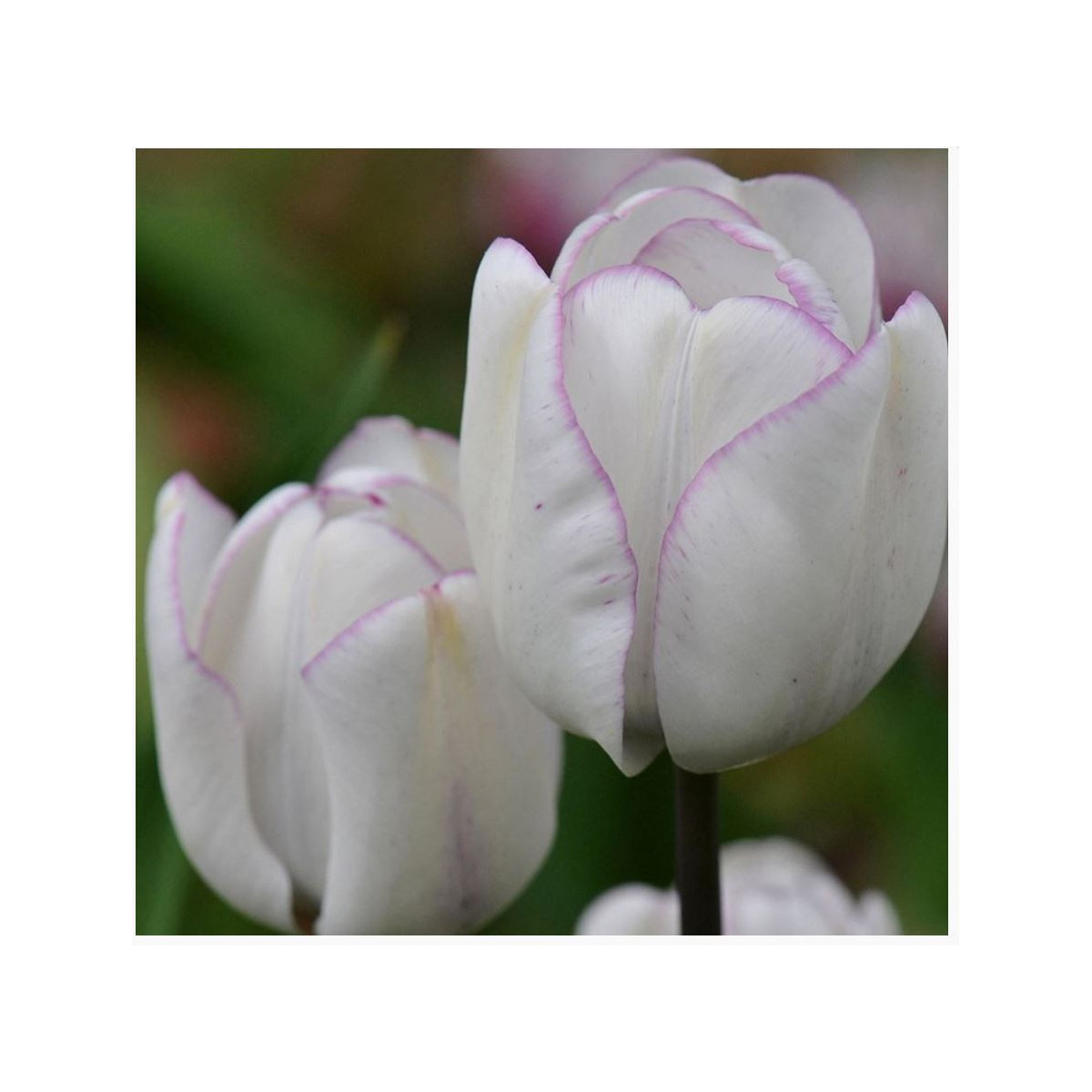 Tulipán Shirley - Tulipa - cibuloviny - 3 ks