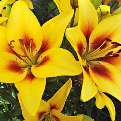 Lilie Grand Cru - holandské cibuloviny - 1 ks