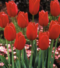 Tulipán Blood red - cibule tulipánů  - podzimní cibuloviny - 3 ks