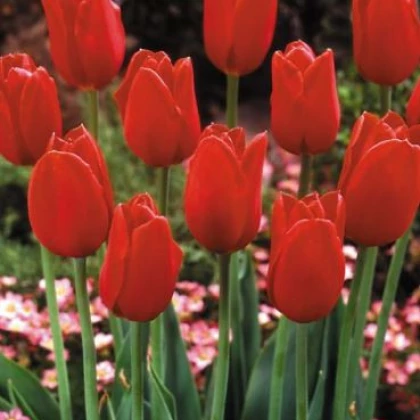 Tulipán Blood red - cibule tulipánů  - podzimní cibuloviny - 3 ks